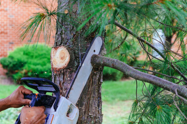 Emergency Storm Tree Removal in Manila, AR